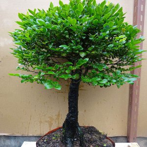 小叶紫檀可以种在室内吗 小叶紫檀适合室内种植吗？