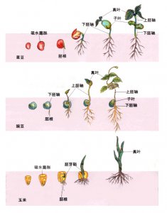 裸子植物种子怎么来的 裸子植物的种子是如何形成的？