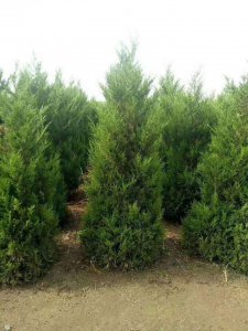 松柏树可以种在院子里吗 院子适合种植松柏树吗？