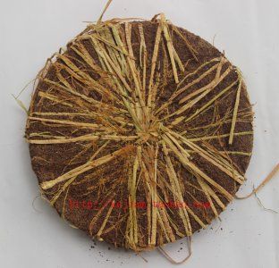 茶叶种子怎么来的 茶叶是如何种植的？