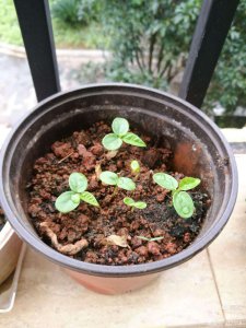 百香果种子怎么来的 百香果是如何种植的？