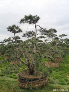 白皮松可以种在院子里吗 院子适合种植白皮松吗？