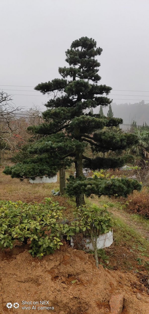 针叶松可以种在院子里吗