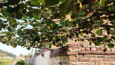 猕猴桃可以种在院子里吗 猕猴桃适合在院子种植吗？