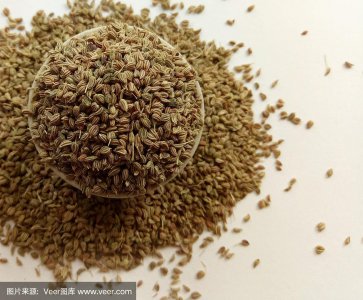 芹菜种子怎么来的 芹菜是如何繁殖的？