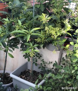 夜来香可以种在院子里吗 夜来香适合在庭院种植吗？