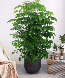 幸福树可以种在院子里吗 院子里适合种植幸福树吗？