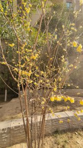腊梅树可以种在院子里吗 院子里适合种植腊梅树吗？