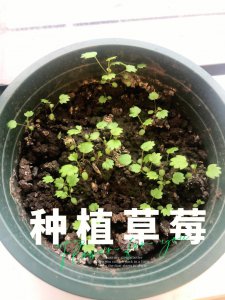 草莓种子怎么来的 草莓是如何生长出来的？
