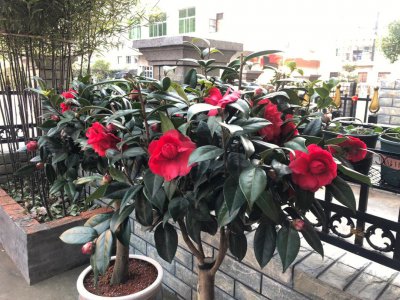 茶树可以种在院子里吗 院子里适合种茶树吗？
