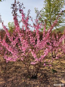 榆叶梅可以种在院子里吗 榆叶梅适合在院子里种植吗？