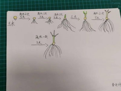 禾苗种子怎么来的 禾苗的种子是如何产生的？