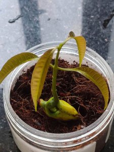 树葡萄核可以种吗 树上结的葡萄核可以播种吗？