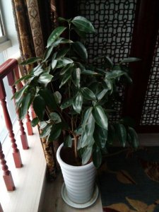 平安树可以种在院子里吗 院子里种植平安树可行吗？