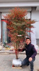 南天竹可以种在院子里吗 南天竹适合种植在庭院吗？