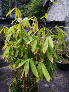 箬竹可以种在院子里吗 箬竹适合在庭院种植吗？