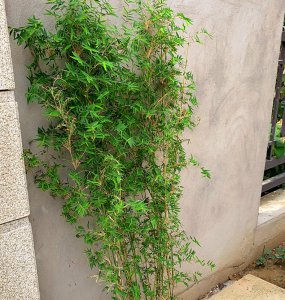 凤尾竹可以种在院子里吗 院子里适合种植凤尾竹吗？