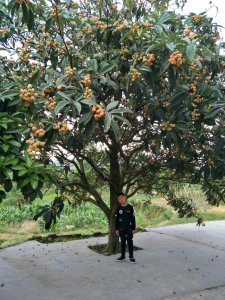 枇杷树可以种在院子里吗 院子里适合种植枇杷树吗？