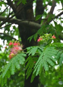 合欢树可以种在院子里吗 院子里适合种植合欢树吗？