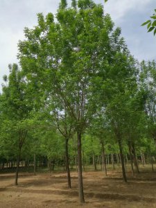 白蜡树可以种在院子里吗 白蜡树适合种植在庭院吗？