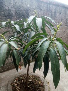 芒果树可以种在院子里吗 院子可以种植芒果树吗？
