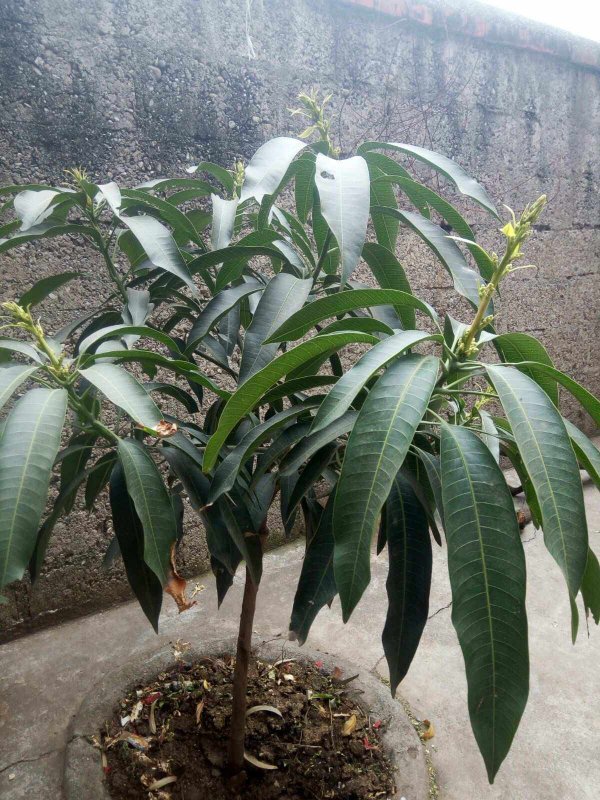 芒果树可以种在院子里吗
