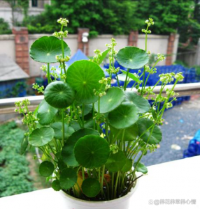 铜钱草可以种在院子里吗 铜钱草适合在庭院种植吗？