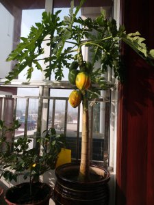 木瓜树可以种在院子里吗 木瓜树适合种植在庭院中吗？