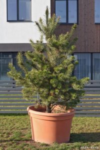 五针松可以种在院子里吗 五针松适合种植在庭院吗？