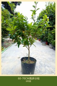含笑花可以种在院子里吗 院子里适合种含笑花吗？
