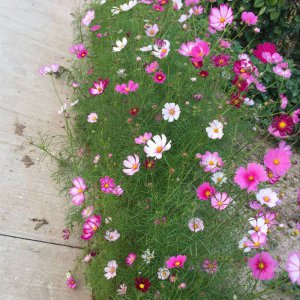 格桑花可以种在院子里吗 院子里适合种植格?；穑?/></i><h2>格?；梢灾衷谠鹤永锫?院子里适合种植格桑花吗？</h2><p>小编为你讲解格桑花可以种在院子里吗的花卉种植的相关经验，请看下面详细的介绍。格?；梢灾衷谠鹤永锫鸶裆；梢灾种苍谠鹤永?，格?；ǖ目?/p></a></li>
            <li><a href=