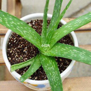 芦荟可以种在院子里吗 芦荟适合种植在庭院吗？