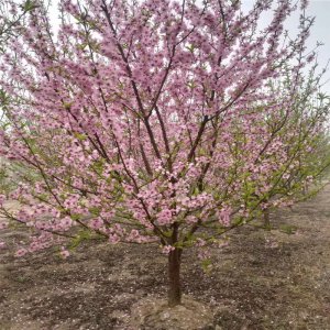 碧桃可以种在院子里吗 院子适合种植碧桃吗？