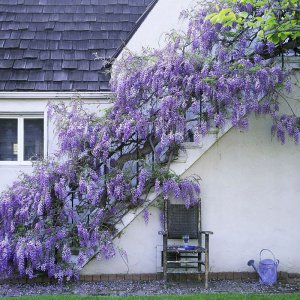 紫藤可以种在院子里吗 院子适合种植紫藤吗？
