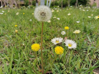 蒲公英可以种在院子里吗 蒲公英适合在庭院种植吗？