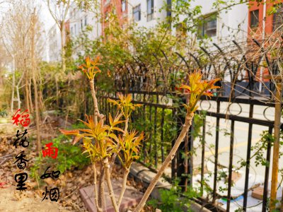 香椿可以种在院子里吗 香椿是否适合种植在庭院中？