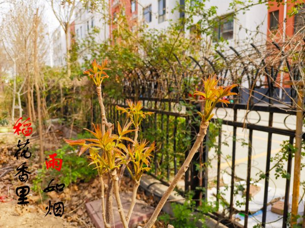 香椿可以种在院子里吗