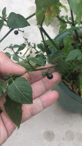 家里可以种龙葵吗 家庭种植龙葵可行吗？