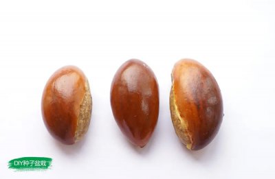 蛋黄果核可以种吗 蛋黄果的果核可以用来种植吗？
