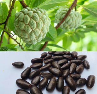 释迦果核可以种吗 释迦果核适合种植吗？