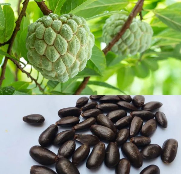 释迦果核可以种吗