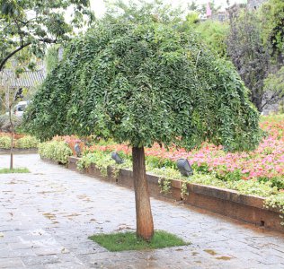 龙爪槐可以种在院子里吗 龙爪槐适合在院子种植吗？