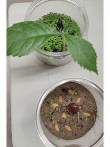 枇杷核可以种吗 枇杷的核可以用来种植吗？