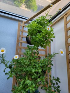 家里可以种小雏菊吗 室内种植小雏菊可行吗？