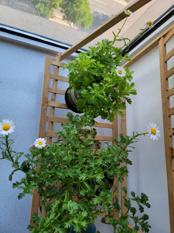 家里可以种小雏菊吗