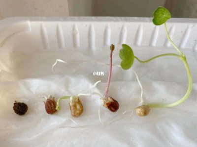 旱莲花怎么留种子 如何收集旱莲花的种子？