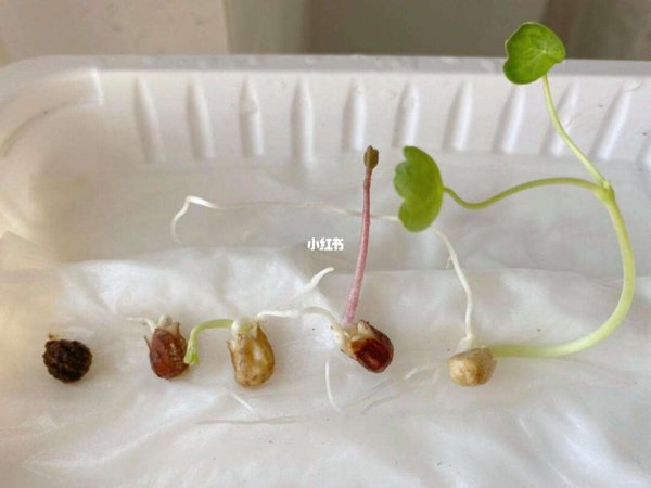 旱莲花怎么留种子