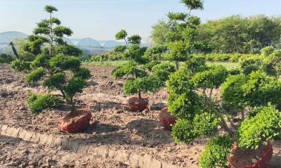 黄杨可以种在院子里吗 院子适合种植黄杨吗？