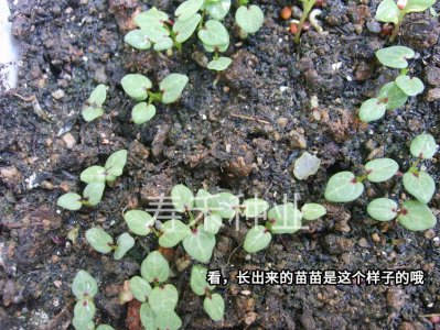 冬苋菜怎么留种子 如何收集冬苋菜种子
冬苋菜如何保存种子