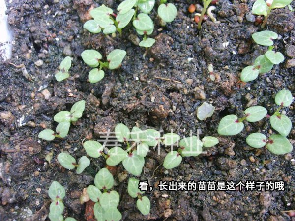 冬苋菜怎么留种子